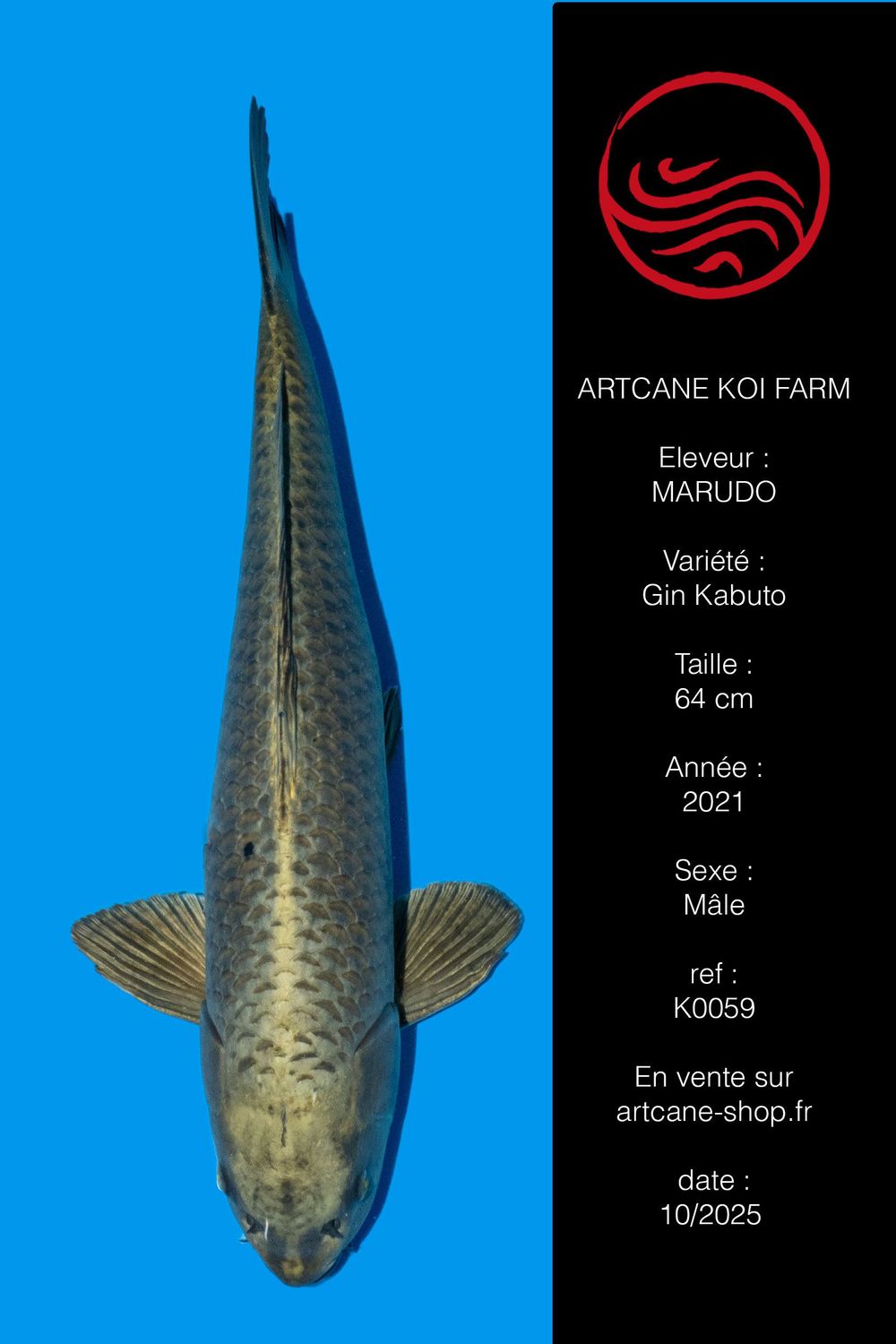 Kin Kabuto 64 cm Kin Kabuto 64 cm