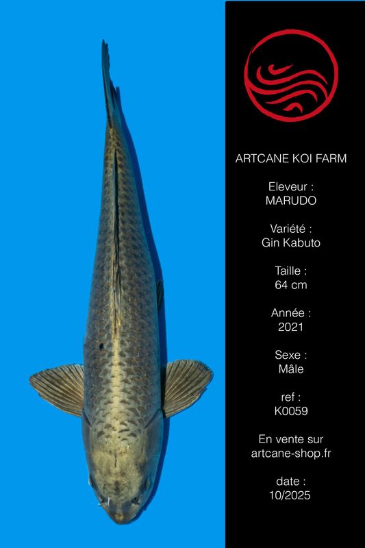 Kin Kabuto 64 cm Kin Kabuto 64 cm