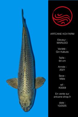 Kin Kabuto 64 cm Kin Kabuto 64 cm