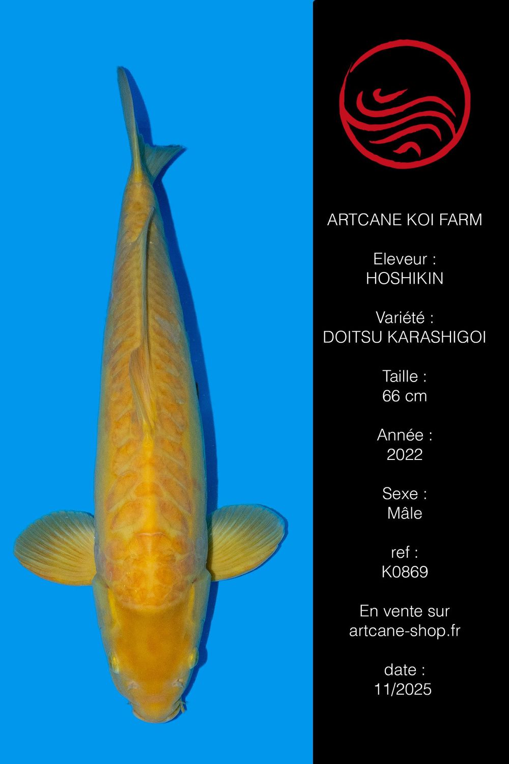 Doitsu Karashigoi 66 cm Doitsu Karashigoi 66 cm