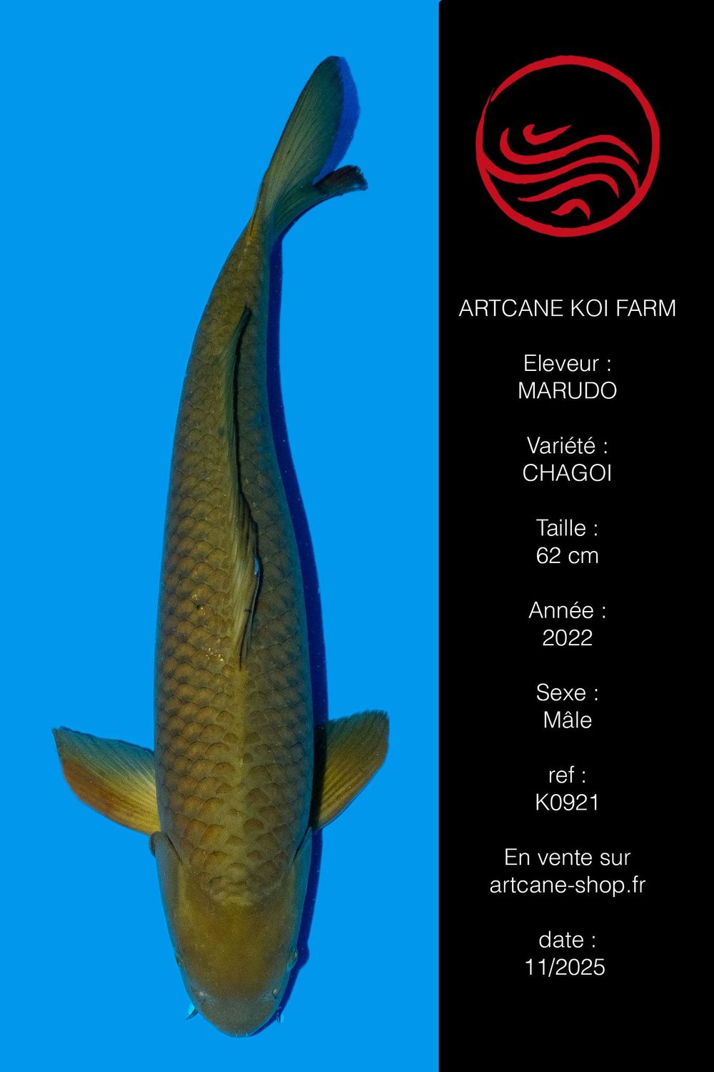 Chagoi 62 cm Chagoi 62 cm