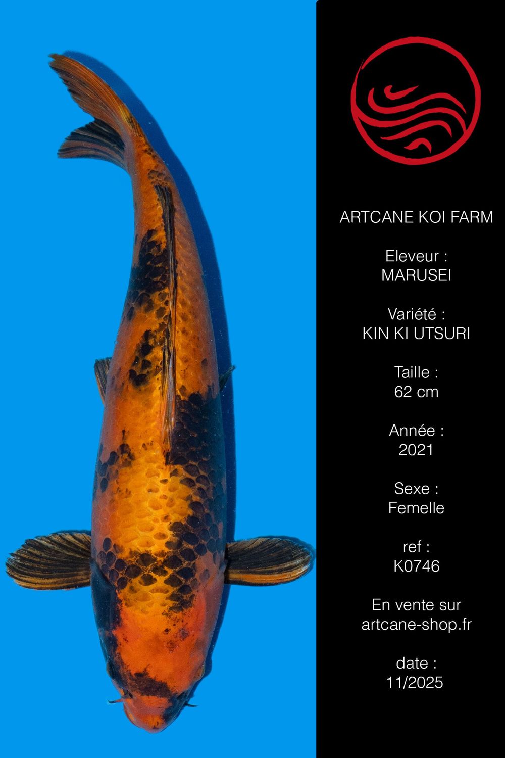 Kin ki Utsuri 62 cm Kin ki Utsuri 62 cm