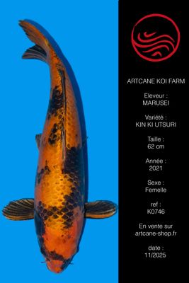 Kin ki Utsuri 62 cm Kin ki Utsuri 62 cm