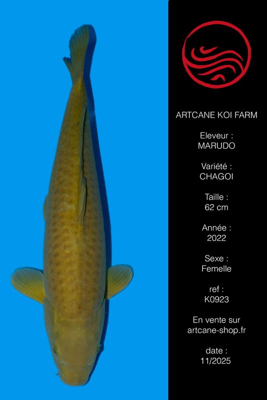 Chagoi 62 cm Chagoi 62 cm