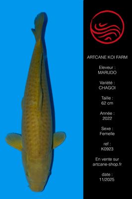 Chagoi 62 cm Chagoi 62 cm