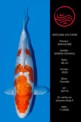 Ginrin Kohaku 46 cm Ginrin Kohaku 46 cm