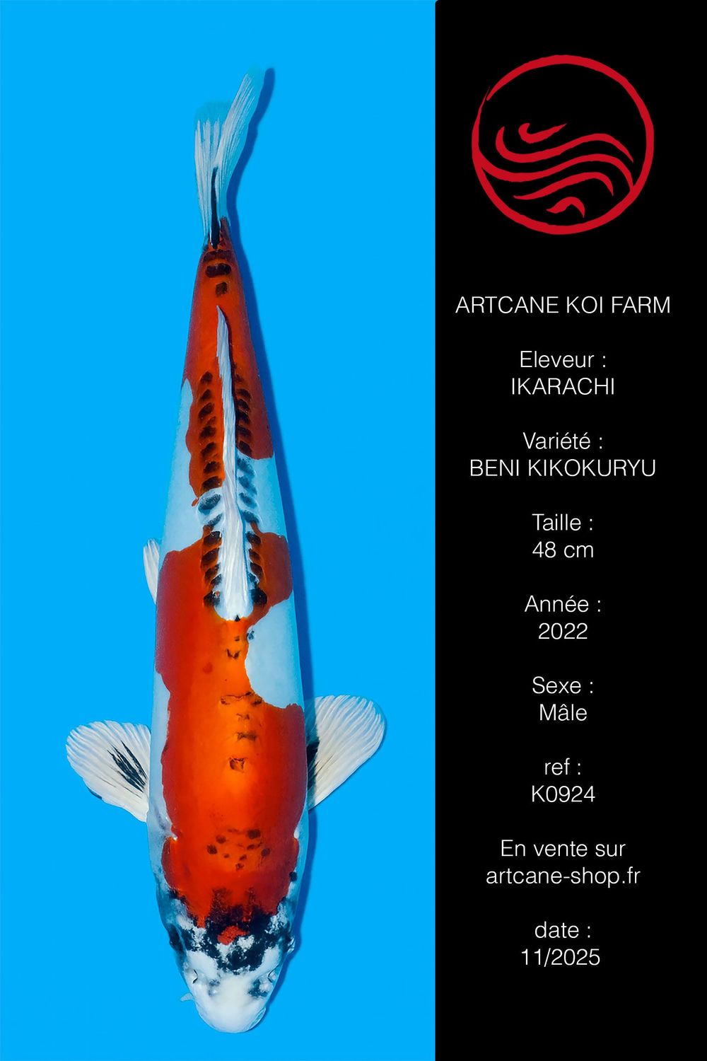 Beni kikokuryu 48 cm Beni kikokuryu 48 cm