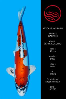 Beni kikokuryu 48 cm Beni kikokuryu 48 cm