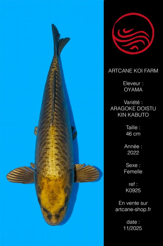 Doitsu  Bronzu Kabuto 46 cm