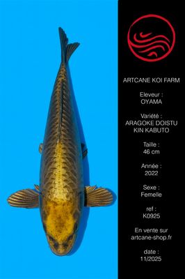 Doitsu Bronzu Kabuto 46 cm Doitsu Bronzu Kabuto 46 cm