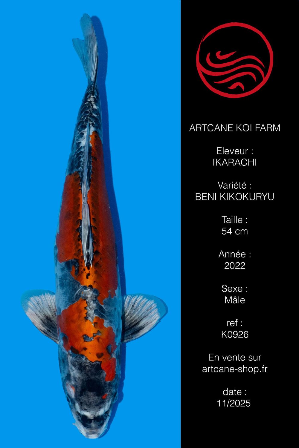 Beni kikokuryu 48 cm Beni kikokuryu 48 cm