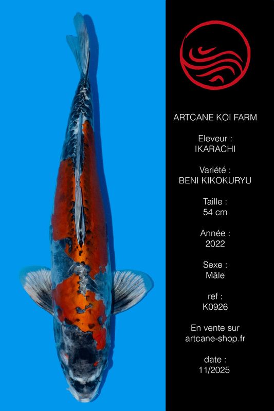 Beni kikokuryu 48 cm Beni kikokuryu 48 cm