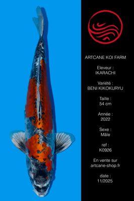 Beni kikokuryu 48 cm