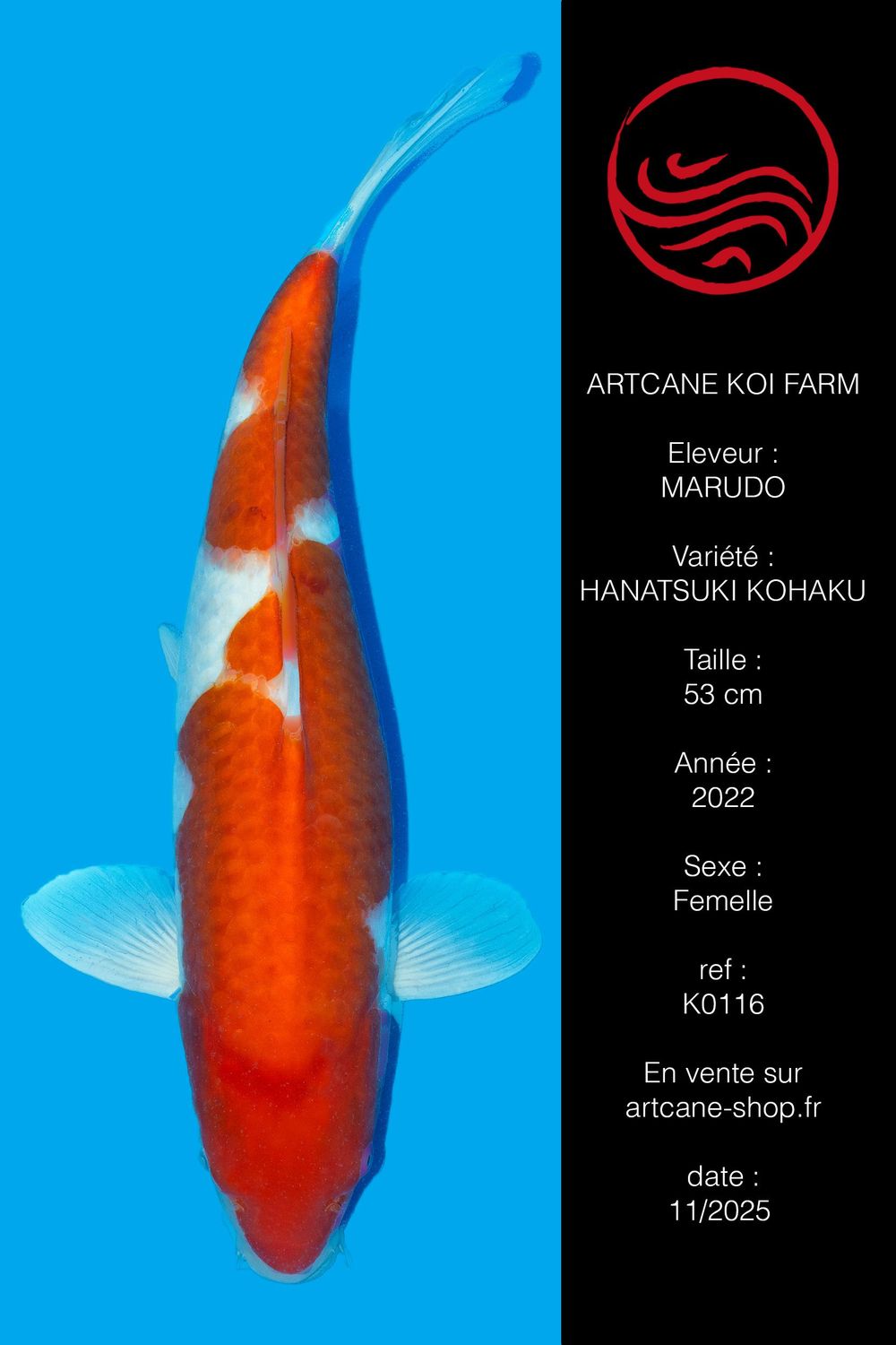 Hanatsuki Kohaku VHQ Hanatsuki Kohaku VHQ