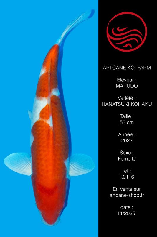 Hanatsuki Kohaku VHQ Hanatsuki Kohaku VHQ