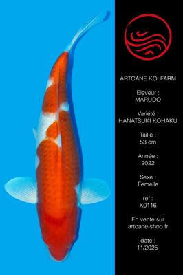 Hanatsuki Kohaku VHQ Hanatsuki Kohaku VHQ