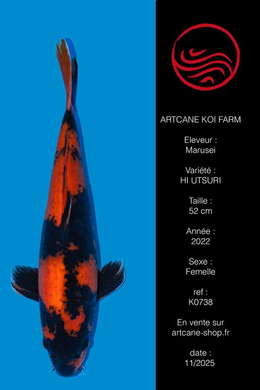 Hi Utsuri 52 cm Hi Utsuri 52 cm