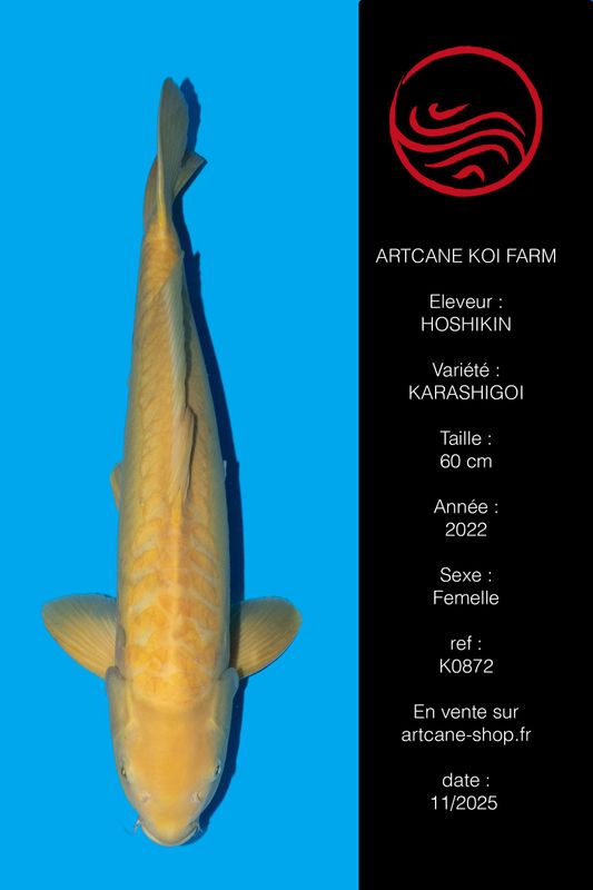 Doitsu Karashigoi 60 cm Doitsu Karashigoi 60 cm