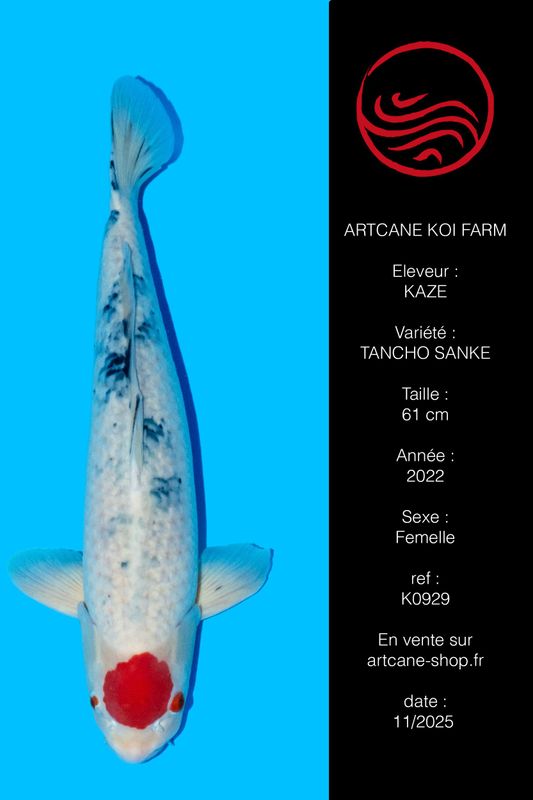 Tancho Sanke 61 cm Tancho Sanke 61 cm