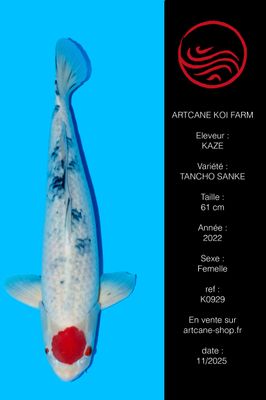 Tancho Sanke 61 cm Tancho Sanke 61 cm