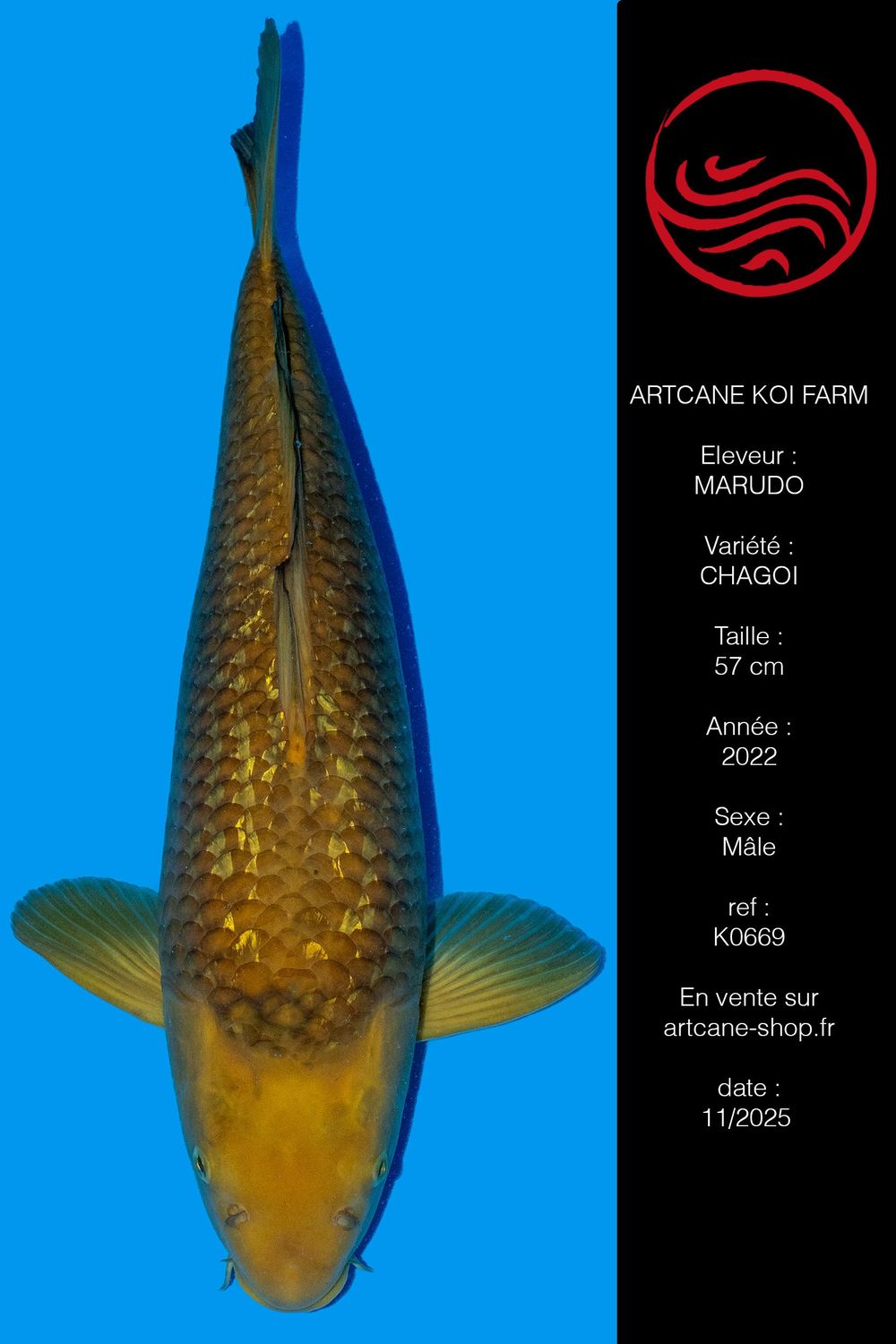 Ginrin Chagoi 57 cm Ginrin Chagoi 57 cm