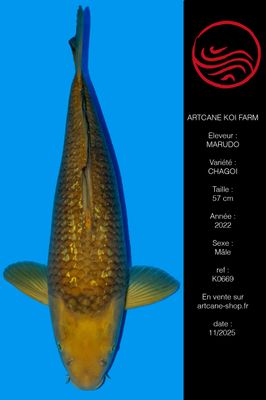 Ginrin Chagoi 57 cm Ginrin Chagoi 57 cm