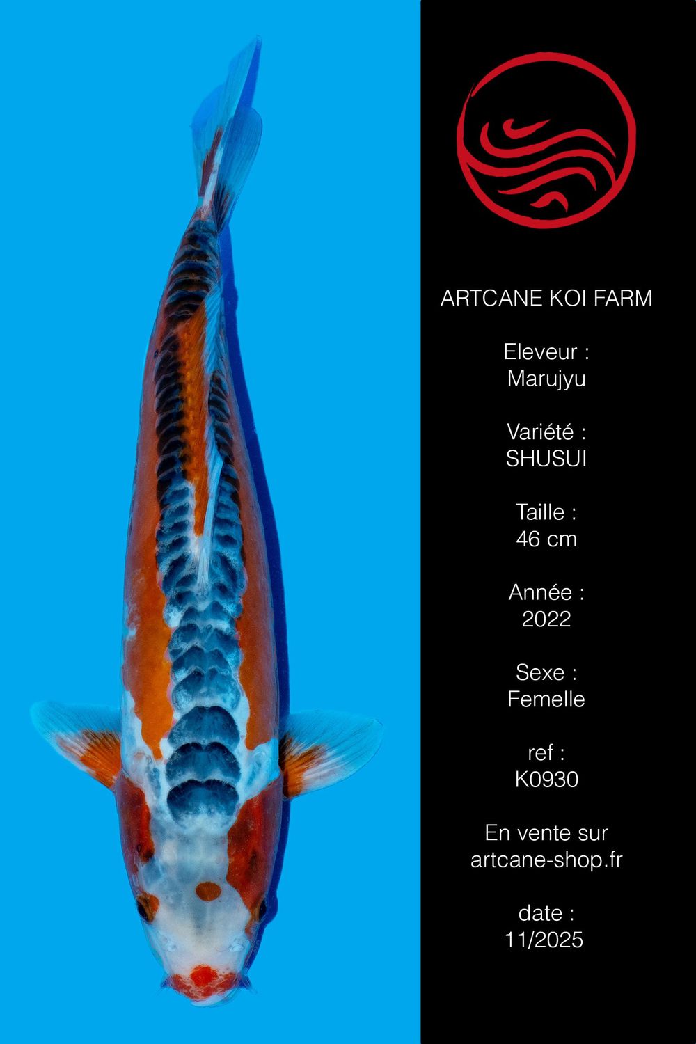 Shusui 46 cm Shusui 46 cm