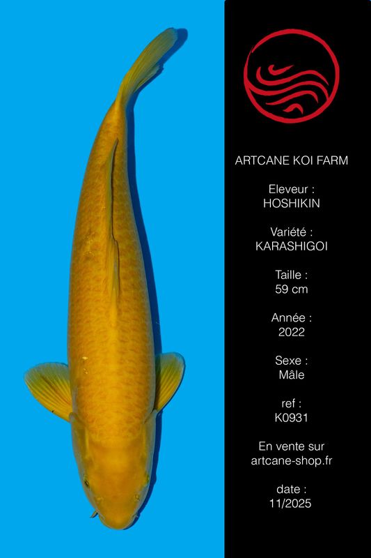 Karashigoi 59 cm Karashigoi 59 cm