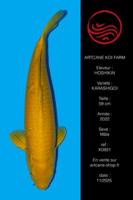 Karashigoi 59 cm Karashigoi 59 cm