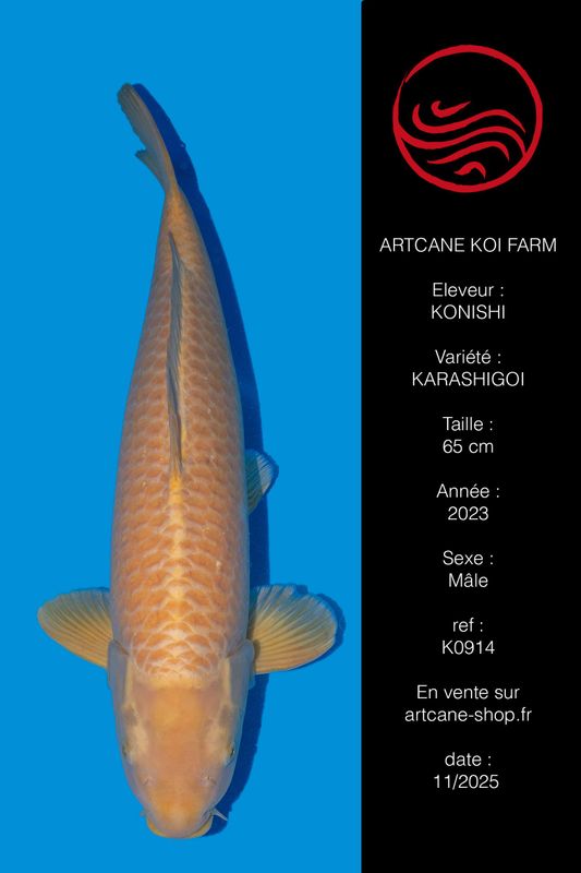 Karashigoi 65 cm Karashigoi 65 cm