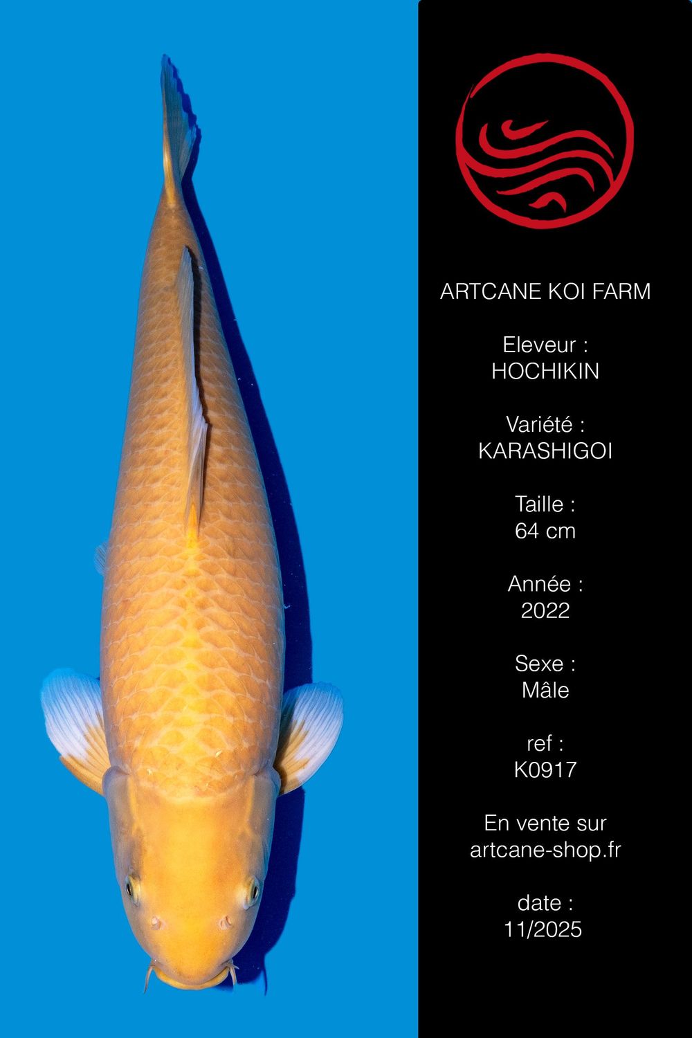 Karashigoi 64 cm Karashigoi 64 cm