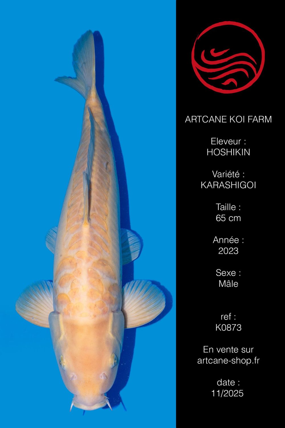 Doitsu Karashigoi 65 cm Doitsu Karashigoi 65 cm