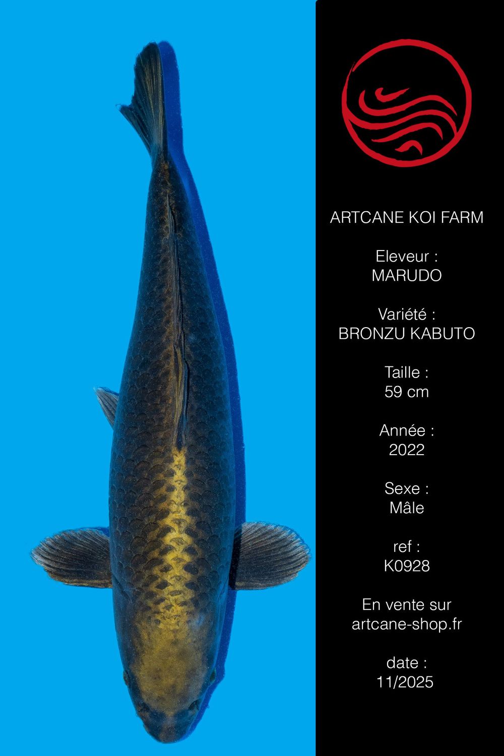 Bronzu Kabuto 59 cm Bronzu Kabuto 59 cm