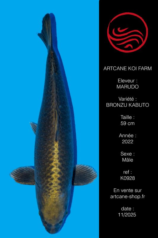 Bronzu Kabuto 59 cm Bronzu Kabuto 59 cm