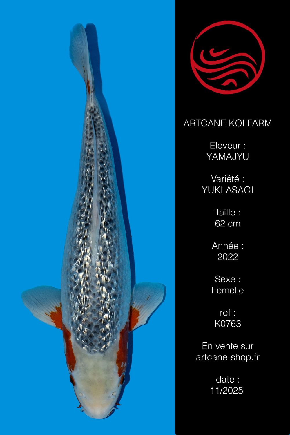 Ginrin Yuki Asagi 50 cm Ginrin Yuki Asagi 50 cm