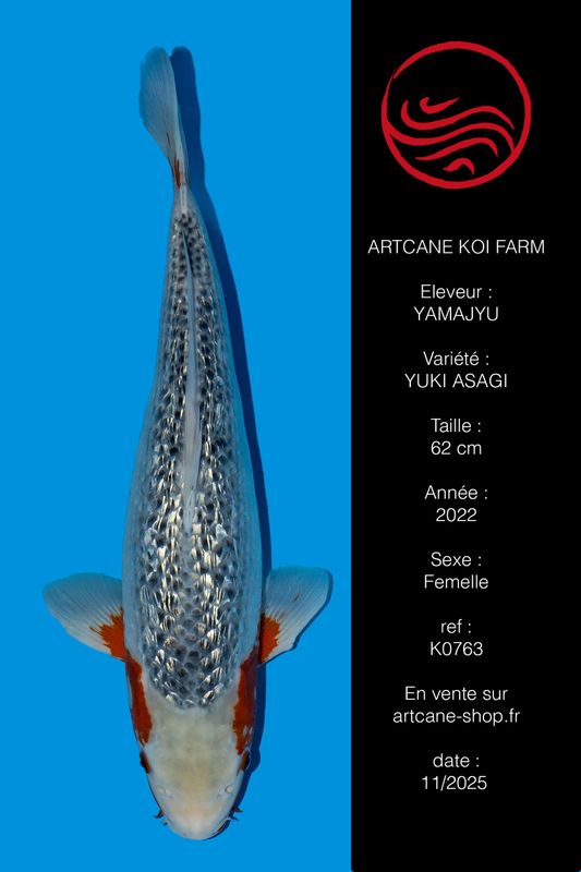 Ginrin Yuki Asagi 50 cm Ginrin Yuki Asagi 50 cm