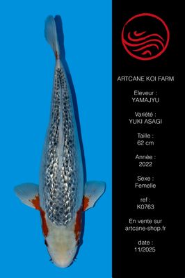 Ginrin Yuki Asagi 50 cm Ginrin Yuki Asagi 50 cm