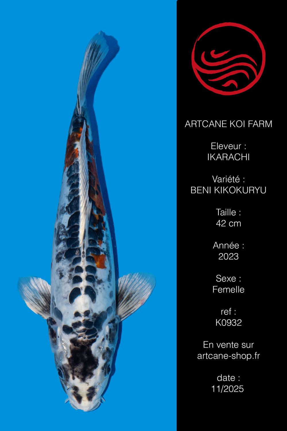 Beni Kikokuryu 42 cm Beni Kikokuryu 42 cm