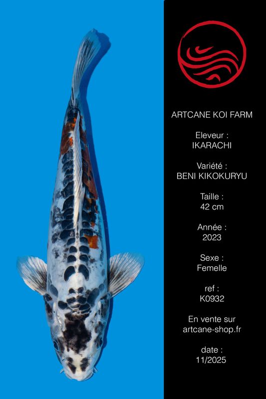 Beni Kikokuryu 42 cm