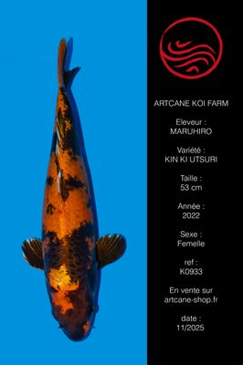 Kin ki Utsuri 53 cm Kin ki Utsuri 53 cm