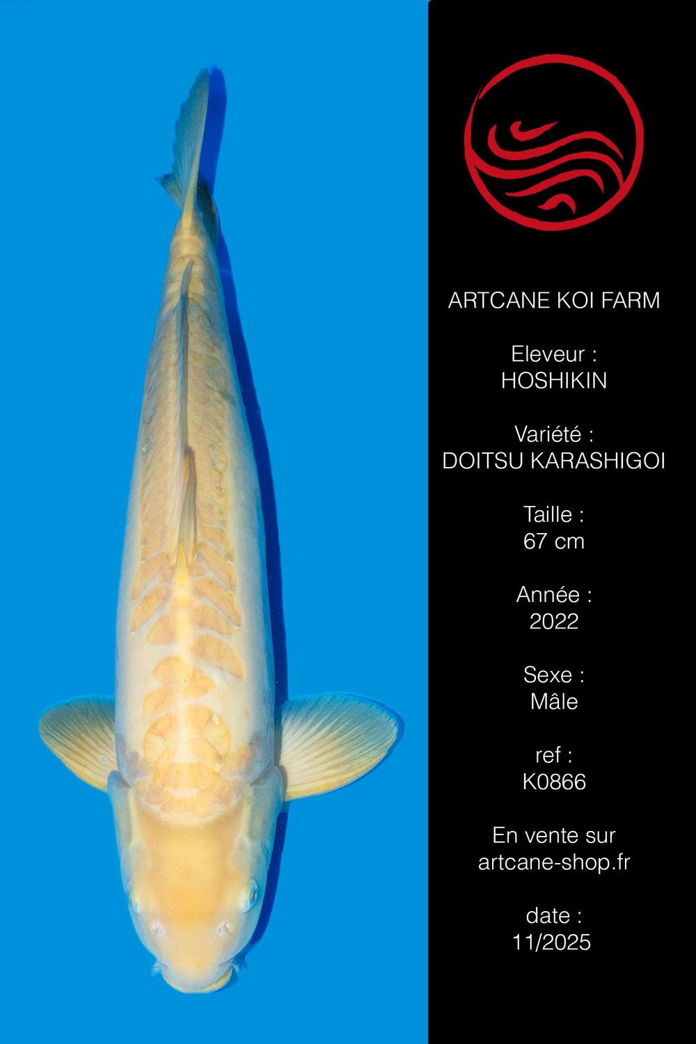 Doitsu Karashigoi 67 cm Doitsu Karashigoi 67 cm