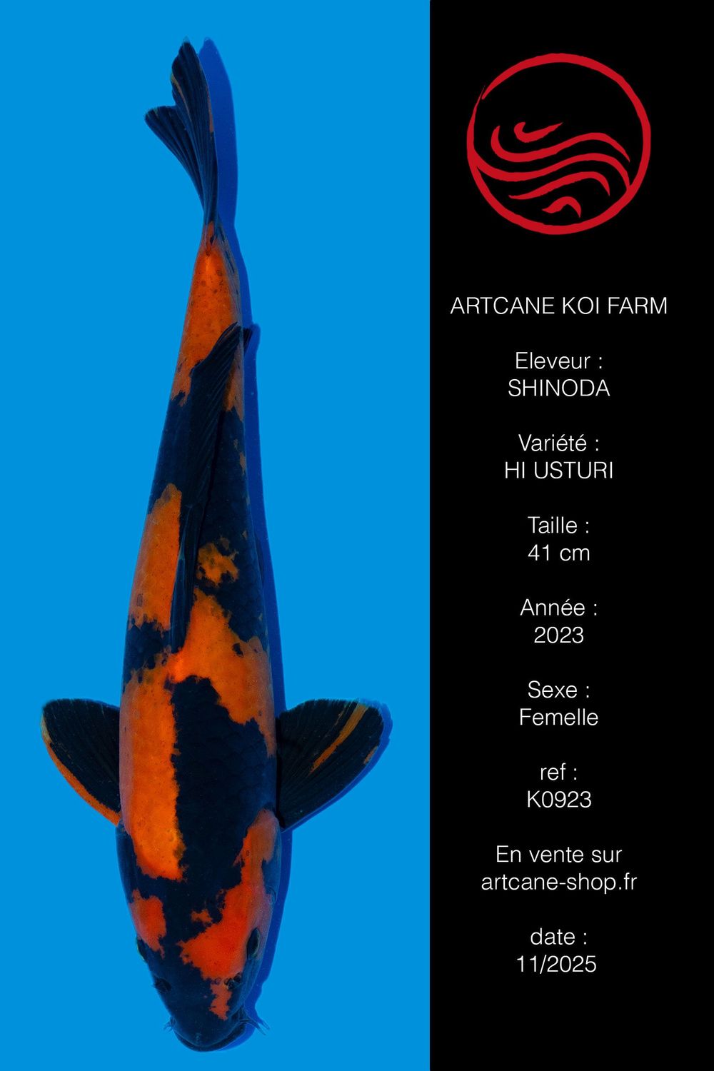 Hi Utsuri 41 cm Hi Utsuri 41 cm