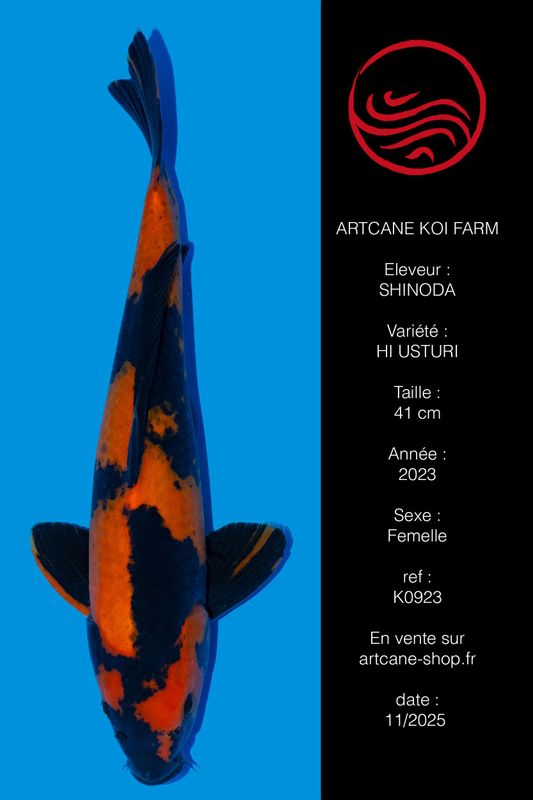 Hi Utsuri 41 cm Hi Utsuri 41 cm