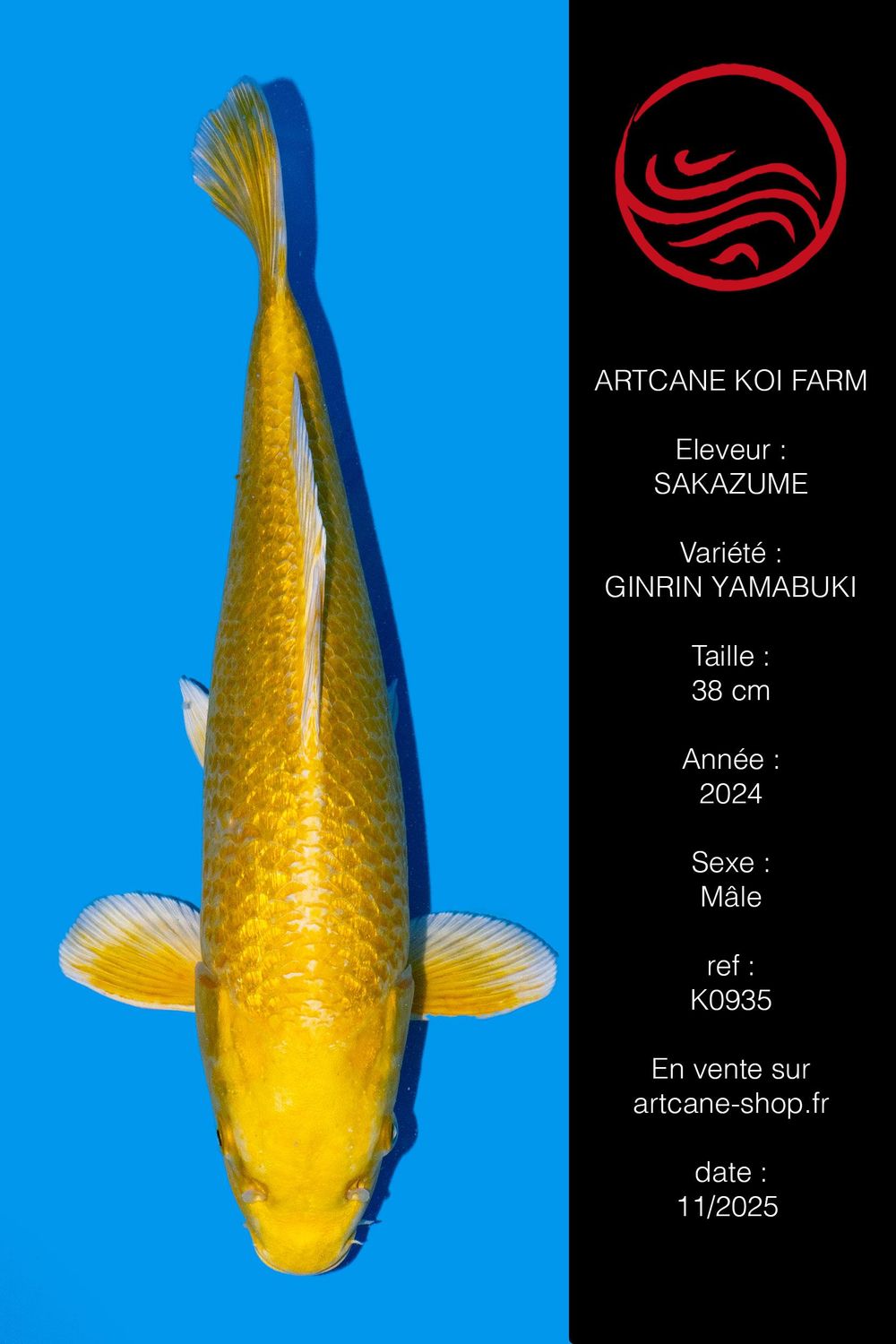 Ginrin Yamabuki 38 CM Ginrin Yamabuki 38 CM