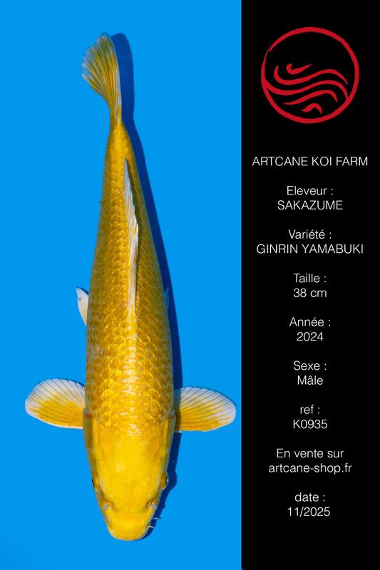 Ginrin Yamabuki 38 CM Ginrin Yamabuki 38 CM