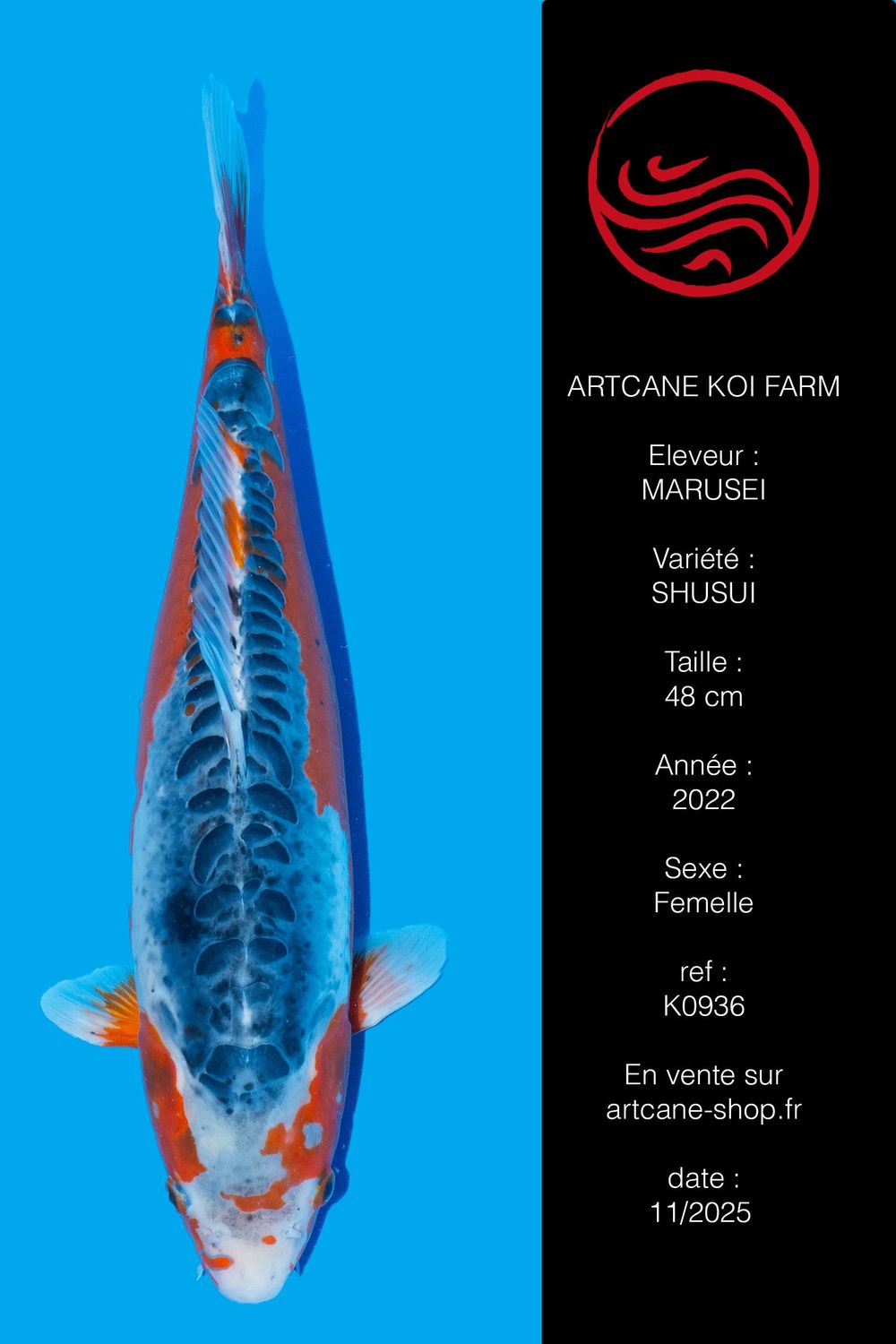 Shusui 48 cm Shusui 48 cm