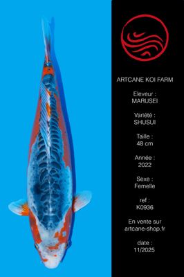 Shusui 48 cm Shusui 48 cm