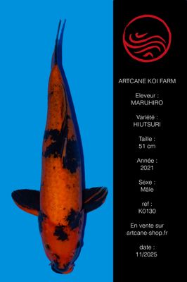 Hi Utsuri 51 CM Hi Utsuri 51 CM