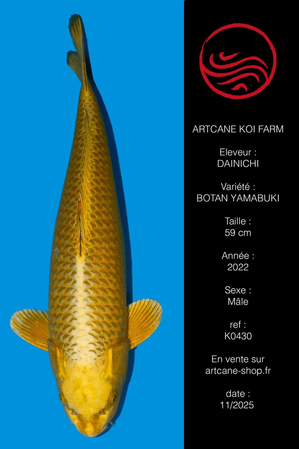 Botan (Yamabuki) 59 CM Botan (Yamabuki) 59 CM