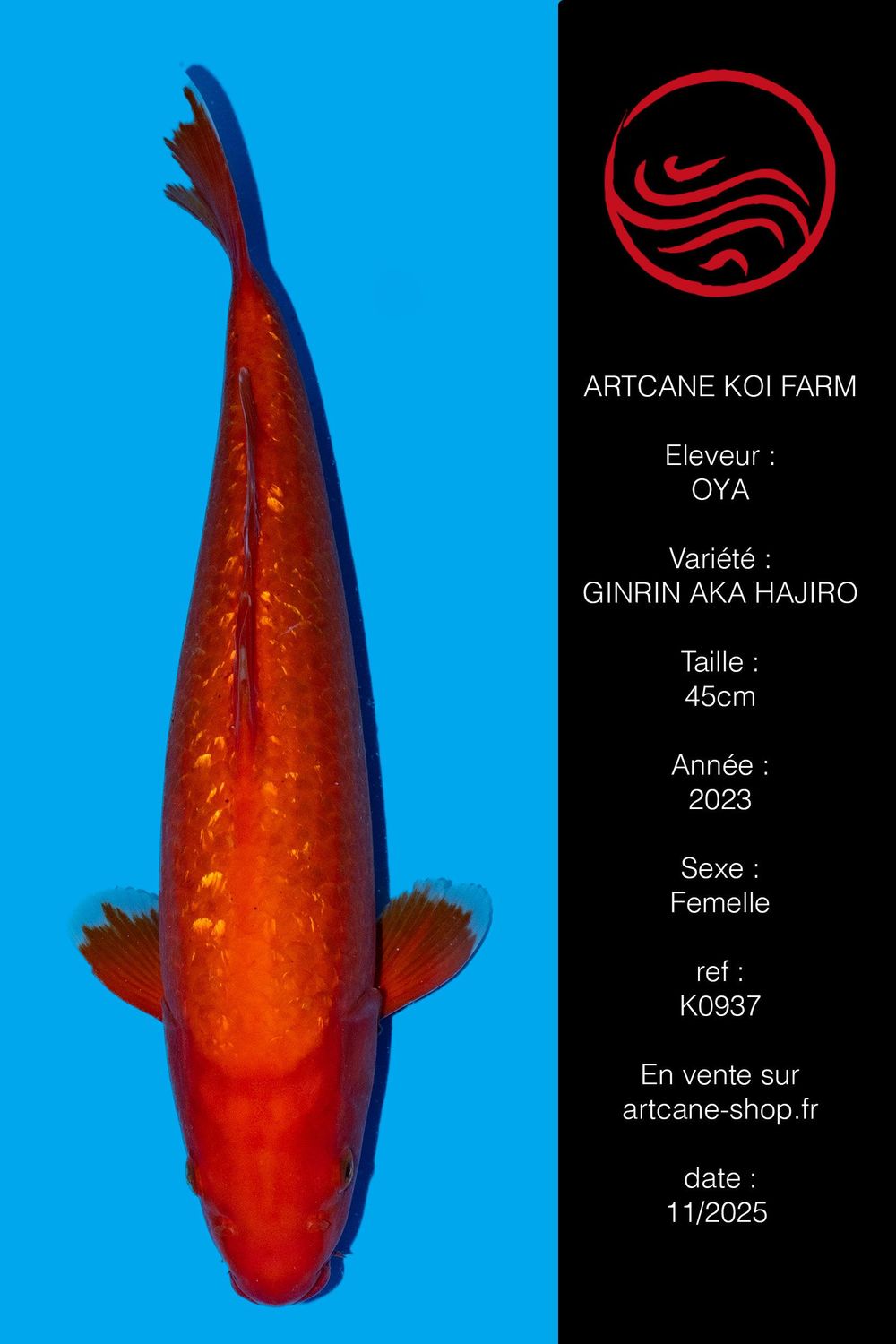 Ginrin Aka Hajiro 45 cm Ginrin Aka Hajiro 45 cm